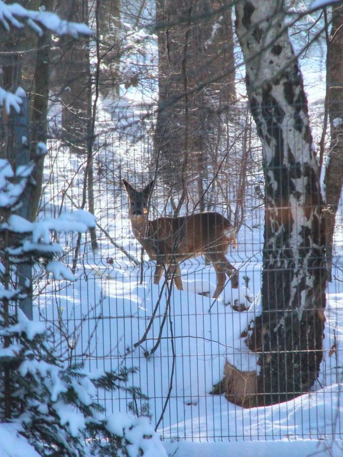Willa Pod Zlota Morwa Swieta Katarzyna  Luaran gambar